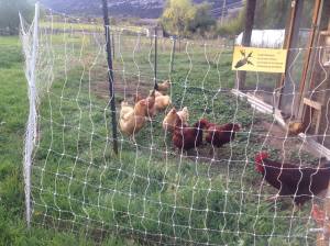 chickensandelectricfence (1)